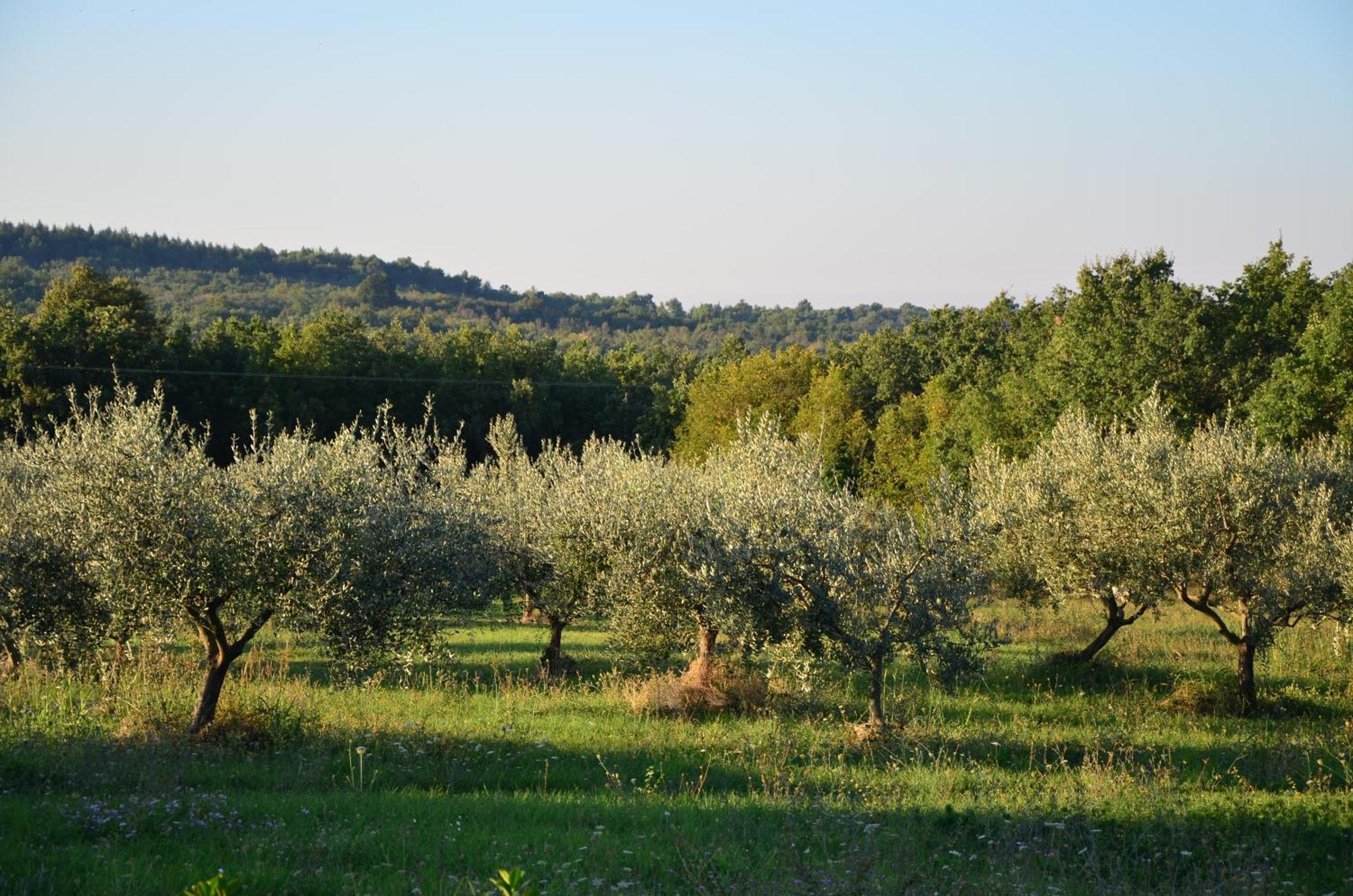 Villa Leopoldo By Istrian Country Houses Barat  Zewnętrze zdjęcie